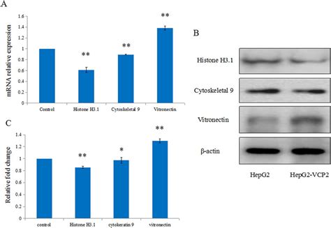 Validation By Qrt Pcr And Wb A Validation Of Mrna Level In Normal