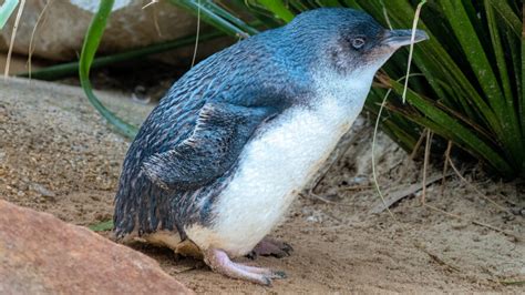 Princess Cruises Boosts Penguin Conservation in New Zealand