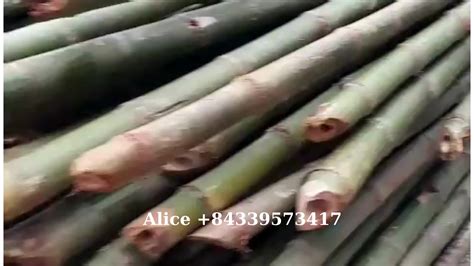 Wholesale Vietnam Bamboo Poles 100 Natural Bamboo Polecanestick