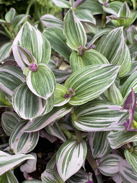 Tradescantia Nanouk Wandering Dude Blue Grass Nursery Sod And