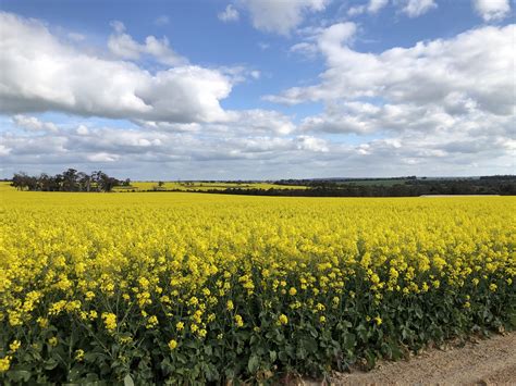 On-Farm Experimentation | Project | Food Agility CRC