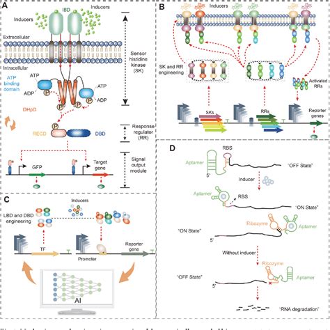 Figure From Genetically Encoded Biosensor Engineering For Application