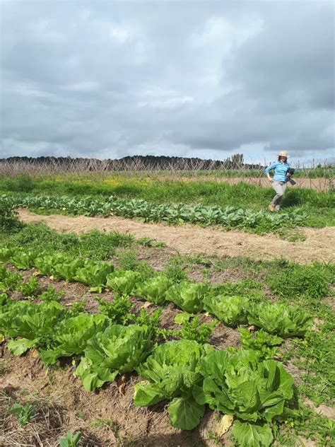 Sistema de Plantio Direto de Hortaliças produtividade e sucesso da