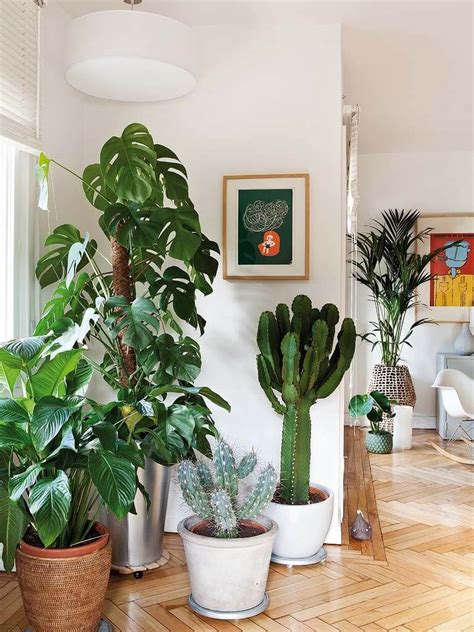 Las Mejores Plantas Para El Interior De Tu Casa Decoraci N