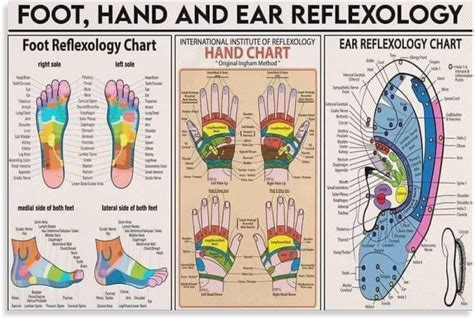 Posters Foot And Hand And Ear Reflexology Knowledge Wall