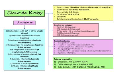 Ciclo De Krebs Esquema General Del Ciclo Del ácido Cítrico Resúmenes