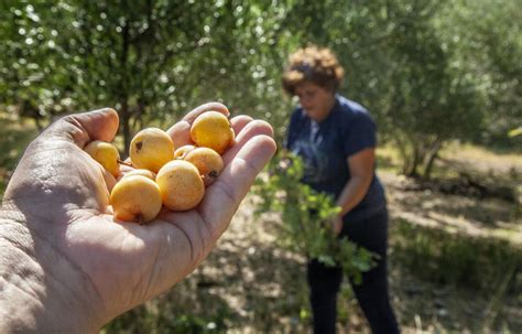 Slobodna Dalmacija Zaboravljena voćka koja je duša Dalmacije