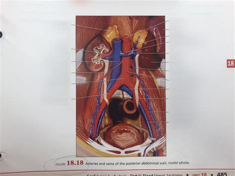 Figure 18 18 Arteries Veins Of Posterior Abdominal Wall Model Photo