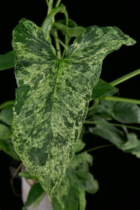 Syngonium Mottled Mojito Conny Cramer Plants