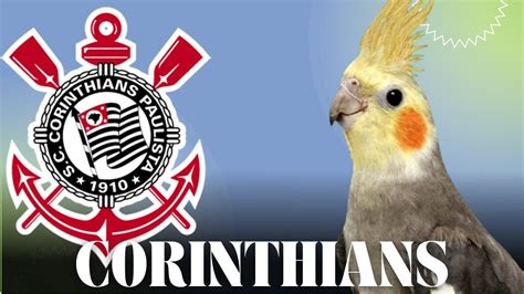 Ensine A Sua Calopsita A Cantar O Hino Do Ccorinthians Youtube