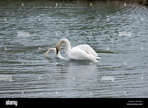 Pair Trumpeter Swans mating Stock Photo - Alamy