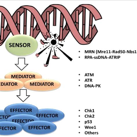 Schematic Representation Of The DNA Damage Response DDR Pathway DNA