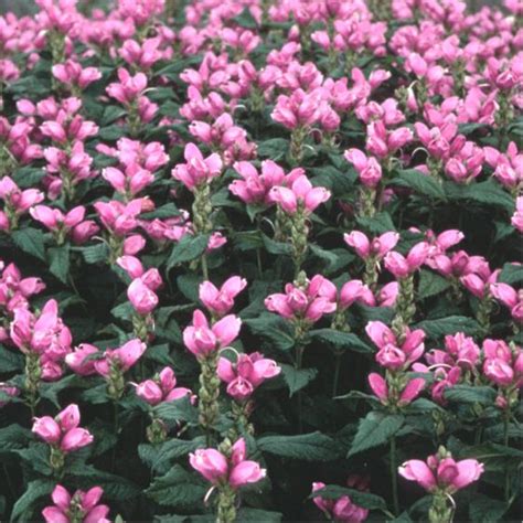 Chelone Lyonii Hot Lips Turtlehead From Sandy S Plants