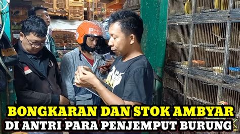 BONGKARAN DAN STOK AMBYAR BURUNG YANG TERSEDIA DIKIOS KANG RONI PASAR