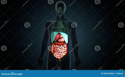 3d Illustration Of Human Body Stomach Digestive System Anatomy Stock