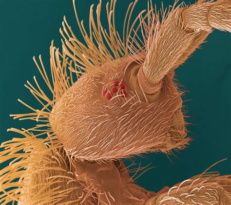 Springtail S Head Sem Photograph By Steve Gschmeissner