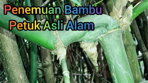 Penemuan Bambu Petuk Asli Alam YouTube