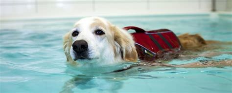 Canine Underwater Treadmills– Oasis Underwater Treadmill for dogs | H2O ...