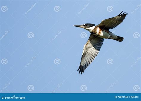 Belted Kingfisher Flying in a Blue Sky Stock Photo - Image of nature ...