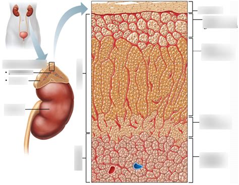 Figure 16 14a Microscopic Structure Of The Adrenal Gland Diagram Quizlet