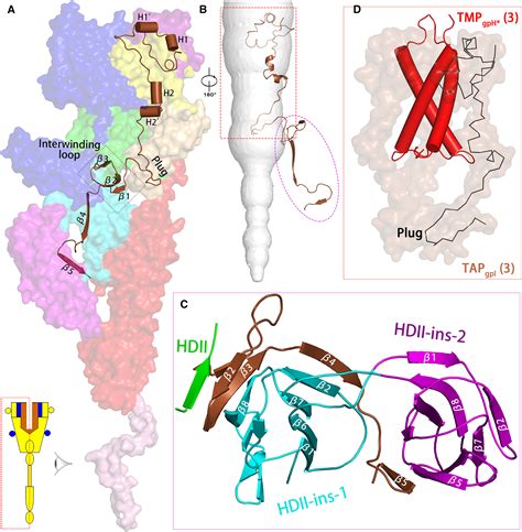 Architecture Of The Bacteriophage Lambda Tail Structure