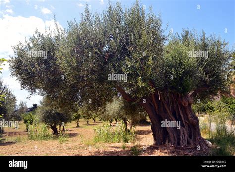 An Ancient Olive Trees In Kateleios On The Greek Island Of Kefalonia