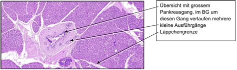 Tales Histologie