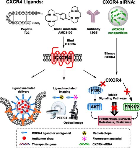 Of The Main Approaches Utilizing CXCR4 In Cancer Drug Delivery