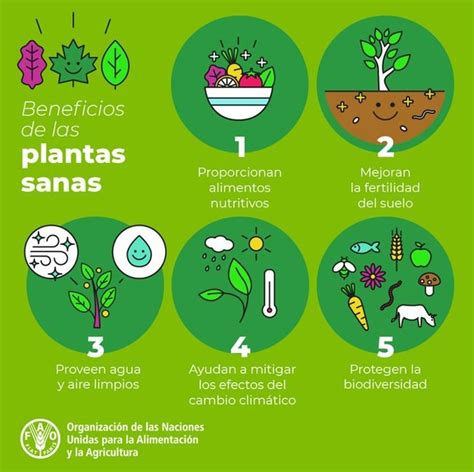 Beneficios Plantas