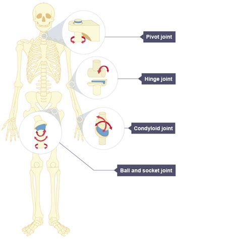 Joints of the skeletal system - Skeletal system - Edexcel - GCSE ...