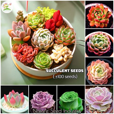 Mixed Rare Succulent Seeds 100 Seeds Pack Suitable For Growing In Malaysia Shopee Malaysia