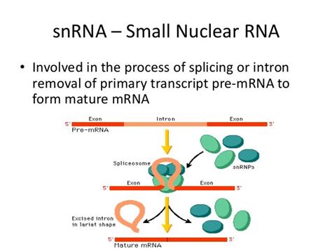 Structure and importance of RNA