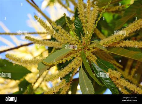 Sweet chestnut tree flowers hi-res stock photography and images - Alamy