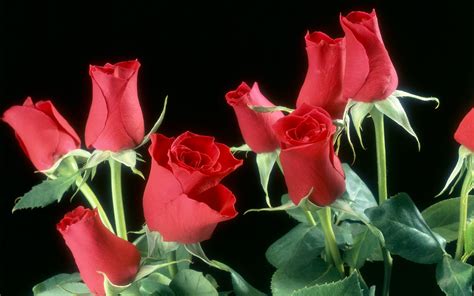 Red Roses Flowers Wallpapers | HD Wallpapers | ID #5757