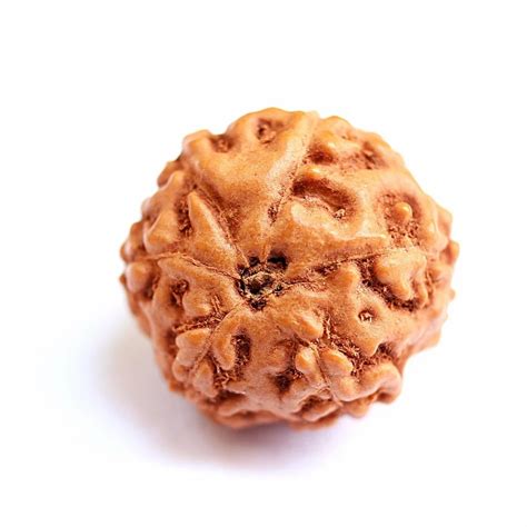 Brown Round Mukhi Indonesian Rudraksha Beads Gram Size