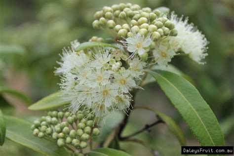 lemon myrtle backhousia citriodora
