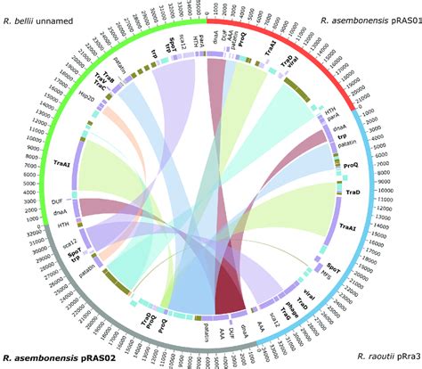 Circos Representation Of The Progressivemauve Alignment Of Rickettsia