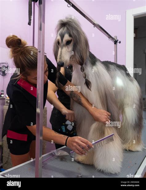 Afghan hound grooming session hi-res stock photography and images - Alamy