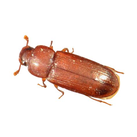 Red Flour Beetle — Insects Limited