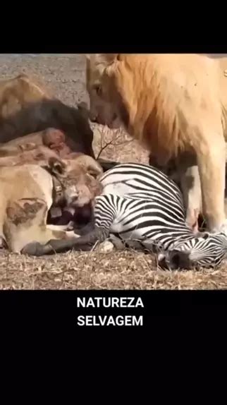 Animais Le O Kwaipets Ca Ada Nature