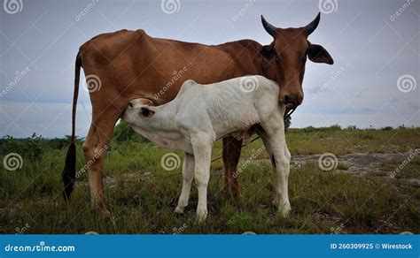 Closeup View of a Cow Feeding Her Calf on a Green Field Stock Image ...