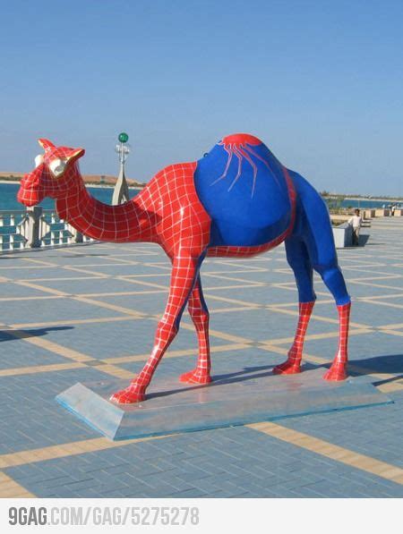 Spider Camel | Camels funny, Funny pictures, Camel