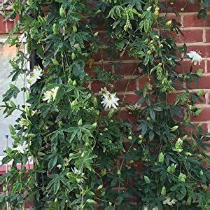 Star Jasmine Evergreen Climbing Garden Outdoor Plant For Trellis