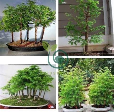 Metasequoia Glyptostroboides Bonsai plant 100 Seeds