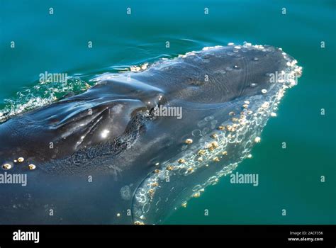 Humpback whale (Megaptera novaeangliae). View from above of a humpback ...