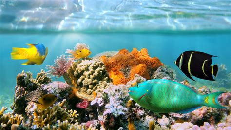 Coral Reef Wallpapers Wallpaperboat