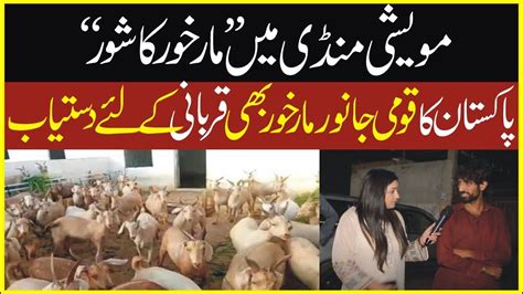 Mweshi Mandi May Markhor Ka Shor Pakistan Ka Komi Janwar B Qurbani