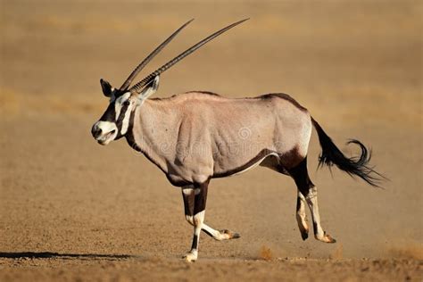 Running Gemsbok Antelope Royalty Free Stock Image Image 30269236