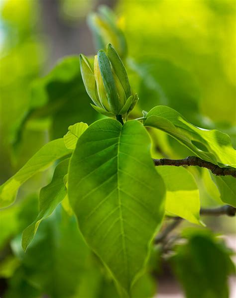 Cucumbertree Magnolia - Self-Guided Walking Tours - University of Maine