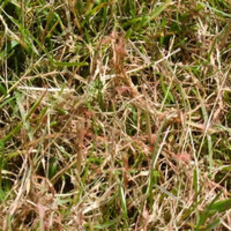 How To Identify 5 Common Lawn Diseases